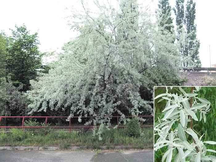 Elaeagnus angustifolia /Hlošina úzkolistá/