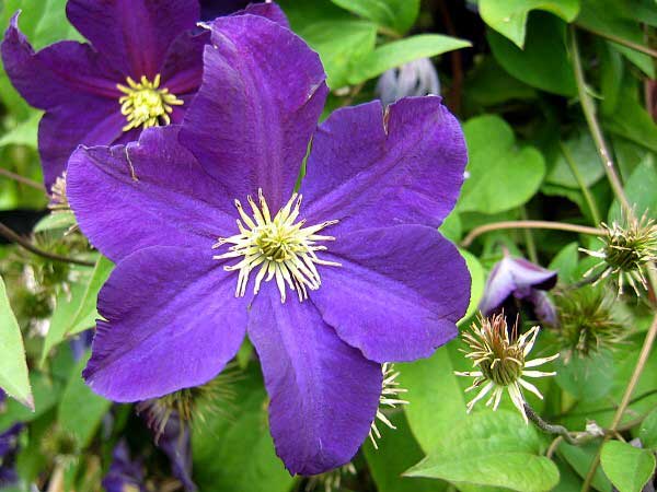 Clematis lanuginosa 'Violet Charm'  /Plamének vlasatý /