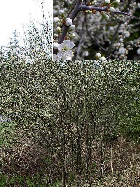 Prunus spinosa  /Slivoň - trnka /