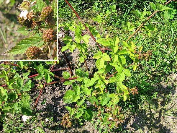 Rubus deliciosus /Ostružiník chutný (beztrnný)/