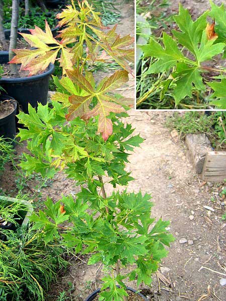 Acer platanoides 'Palmatifidum' /Javor mléčný/
