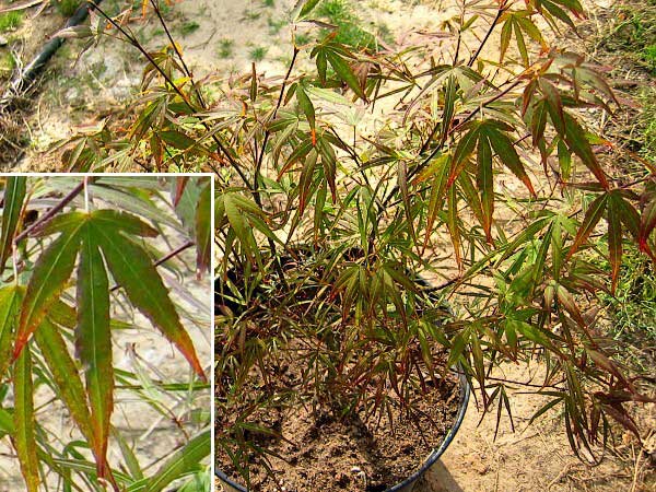 Acer palmatum 'Red Pygmy' /Javor dlanitolistý/