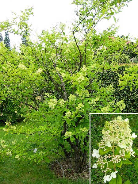 Hydrangea paniculata  /Hortenzie latnatá/