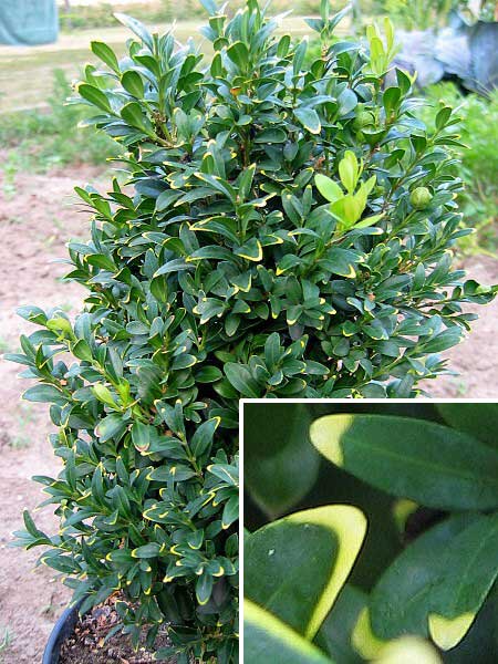 Buxus sempervirens /Zimostráz obecný (náhod. semenáč)/