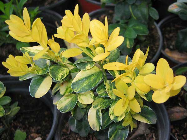 Buxus sempervirens 'Aureo-variegata' /Zimostráz obecný/