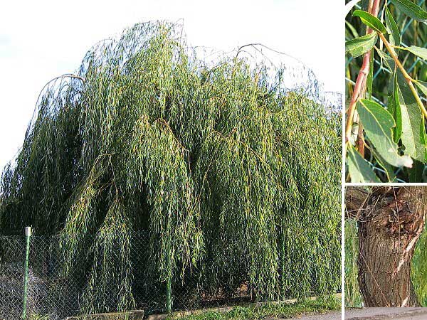 Salix babylonica /Vrba babylonská/