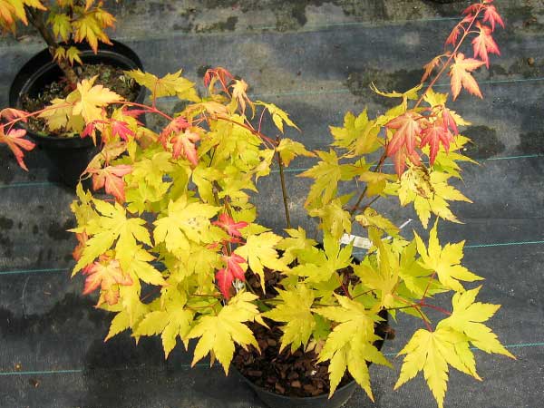Acer palmatum 'Orange Gream'  /Javor dlanitolistý/