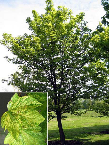 Acer pseudoplatanus 'Variegatum'  /Javor klen/
