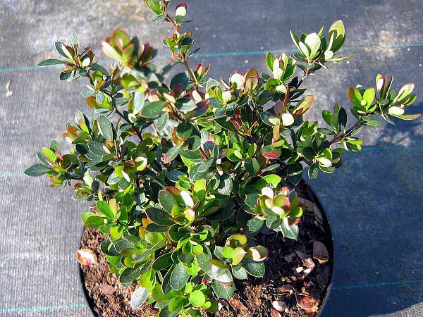 Berberis buxifolia 'Nana'  /Dřišťál zimostrázový/
