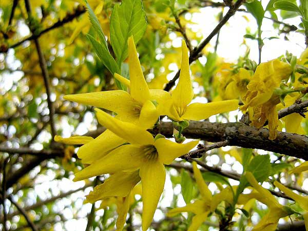Forsythia x intermedia Spring Glory'  /Zlatice prostřední/