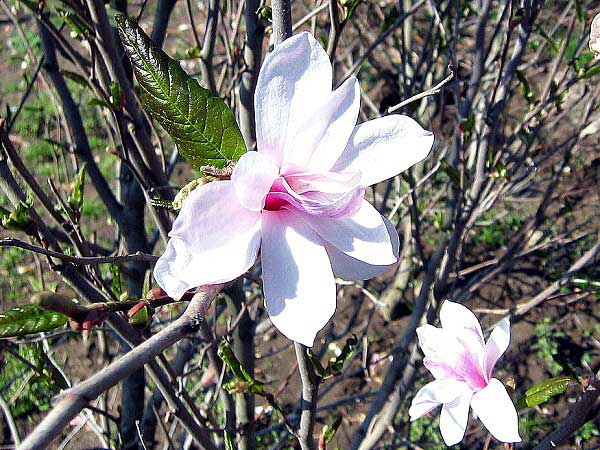 Magnolia  liliiflora 'Heaven Scent'  /Šácholan liliokvětý/