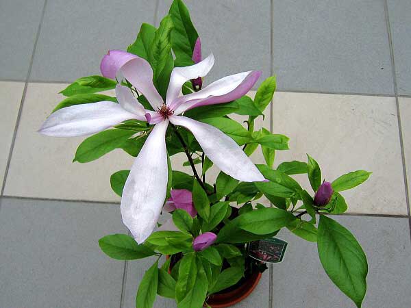 Magnolia  liliiflora 'Susan'  /Šácholan liliokvětý/
