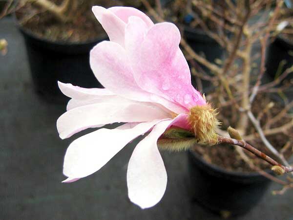 Magnolia stellata 'Royal Star'  /Šácholan hvězdokvětý/