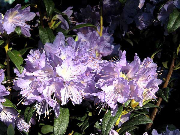Rhododendron (hybrid) 'Blue Tit Magor'  /Pěníšník kříženec/