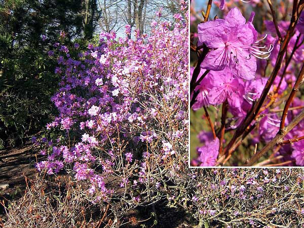 Rhododendron dauricum /Pěnišník daurický/