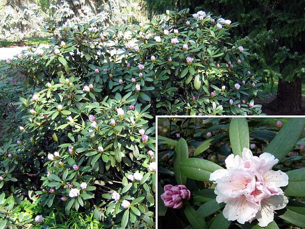 Rhododendron (hybrid) 'Schneekrone'  /Pěníšník kříženec/