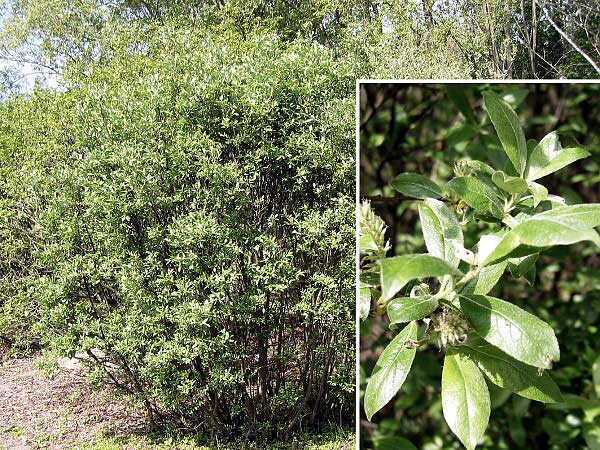 Salix retusa x waldsteiniana  /Vrba/