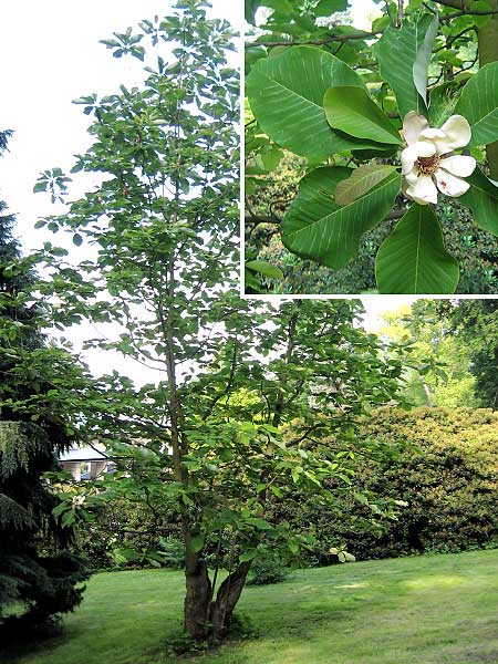 Magnolia tripetala  /Šácholan tříplátečný/