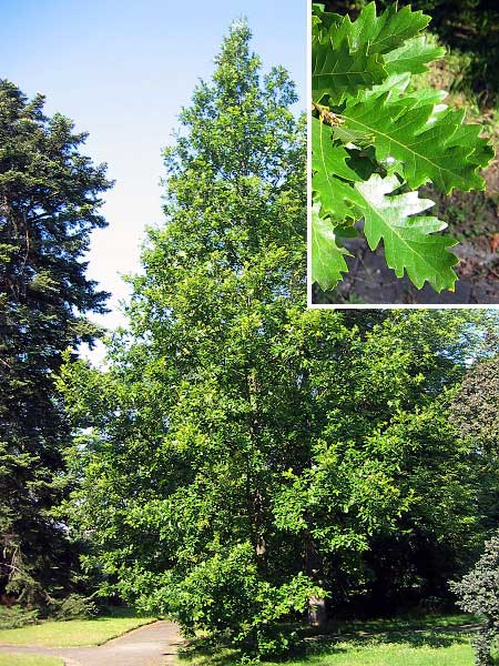 Quercus cerris /Dub cer (rakouský)/