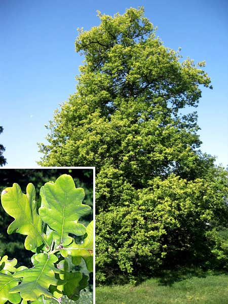 Quercus robur 'Concordia' /Dub letní/