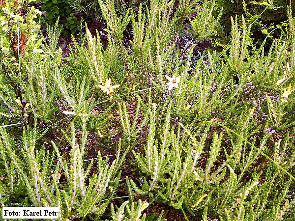 Calluna vulgaris 'Tricolorifolia'  /Vřes obecný/