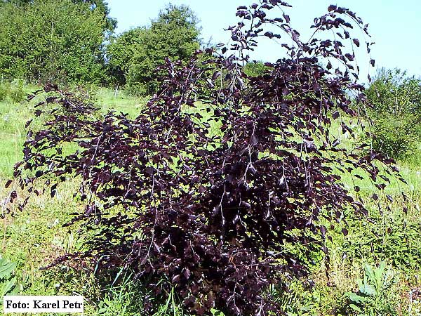 Fagus sylvatica f. purpurea'  /Buk lesní/