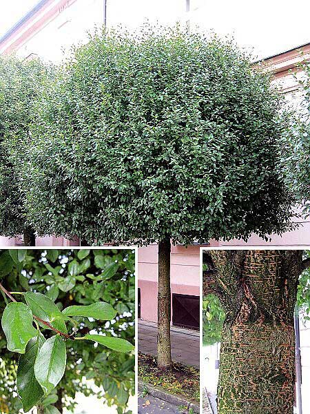 Prunus fruticosa 'Globosa' /Višeň křovitá/