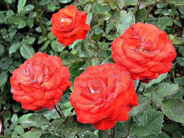 Rosa floribunda 'Anne Cocker' /Růže mnohokvětá/