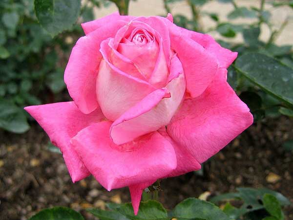 Rosa hybrid 'Cantilena Bohemica' /Růže kříženec/
