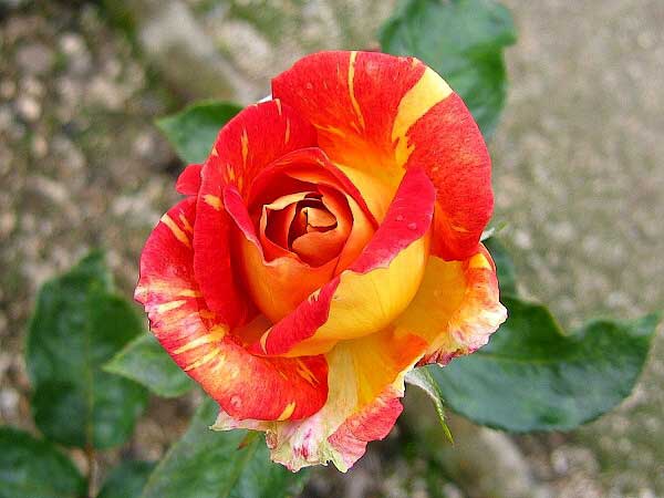 Rosa hybrid 'Caribia' /Růže kříženec/
