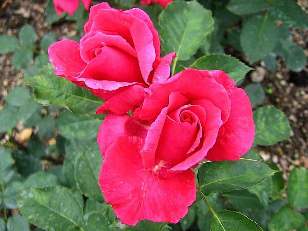 Rosa hybrid 'Elektron' /Růže kříženec/