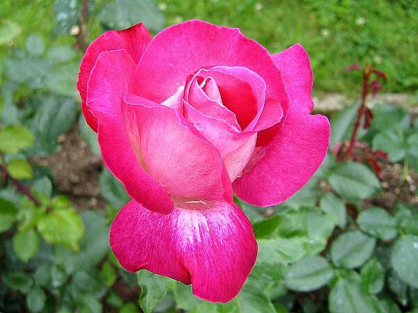Rosa (?) 'Guajard' /Růže/