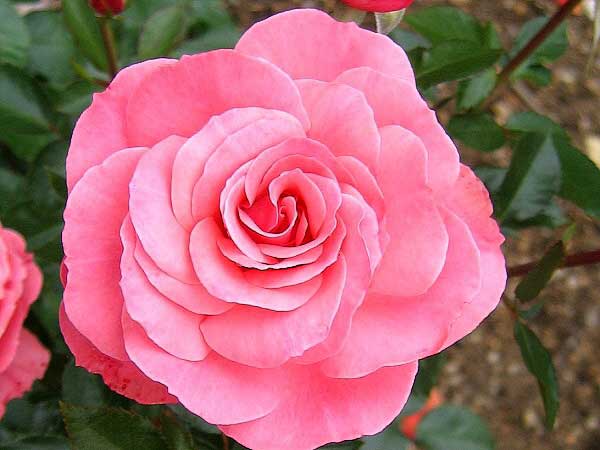 Rosa (?) 'Heckenzauber' /Růže/