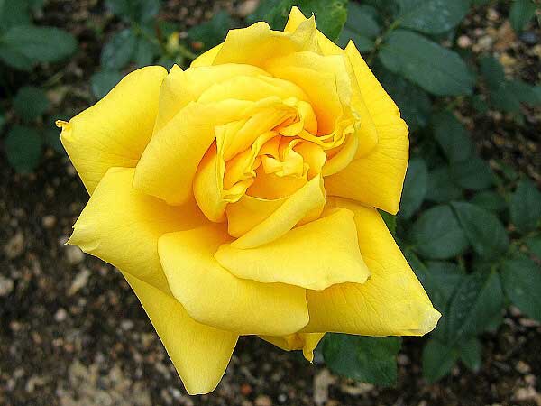 Rosa hybrid 'Landora' /Růže kříženec/