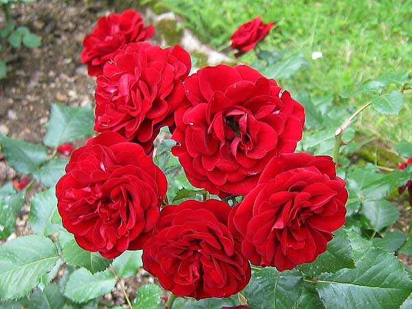 Rosa polyantahybrid 'Lavaglut' /Růže polyantahybrid/