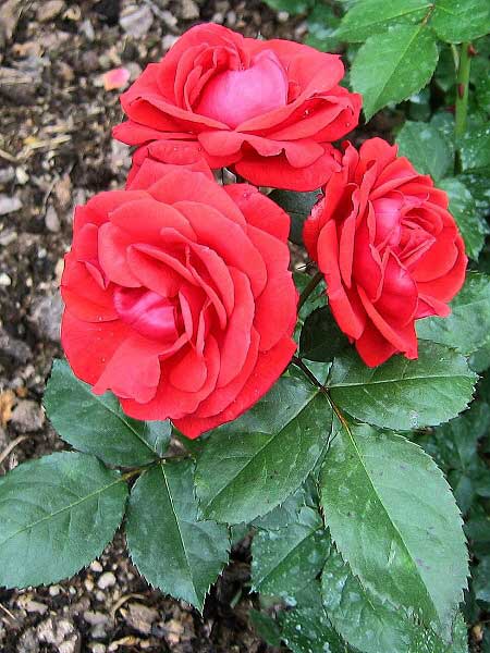 Rosa floribunda 'Neues Europa' /Růže mnohokvětá/