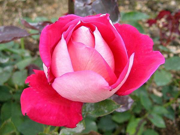 Rosa floribunda 'Orion' /Růže mnohokvětá/