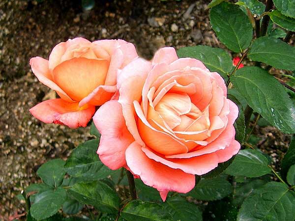 Rosa (?) 'Potifar' /Růže/