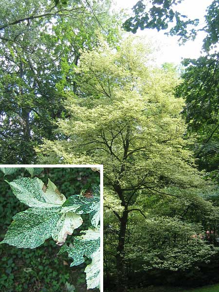 Acer pseudoplatanus 'Aureovariegatum'  /Javor klen /