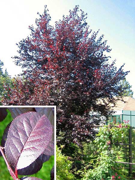 Prunus cerasifera var. atropurpurea  /Myrobalán třešňový/