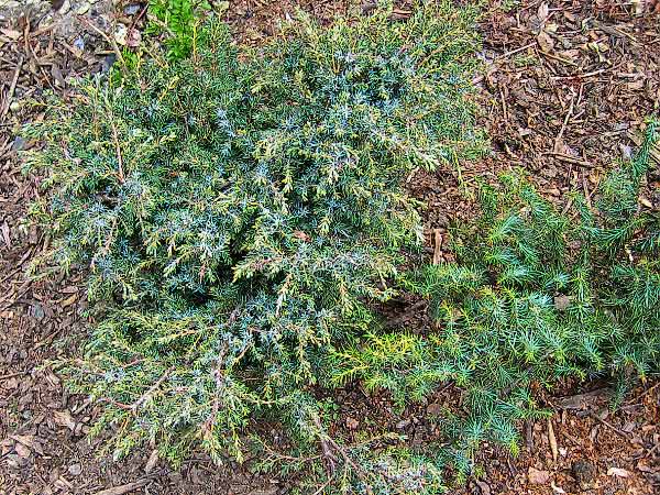 Juniperus communis 'Jackie' /Jalovec obecný/