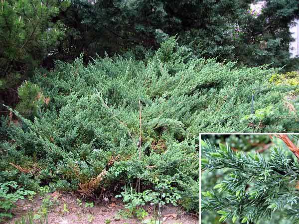 Juniperus squamata 'Blue Carpet'  /Jalovec šupinatý/