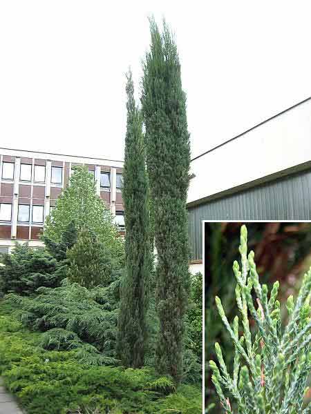 Juniperus virginiana 'Skyrocket'  /Jalovec virginský/