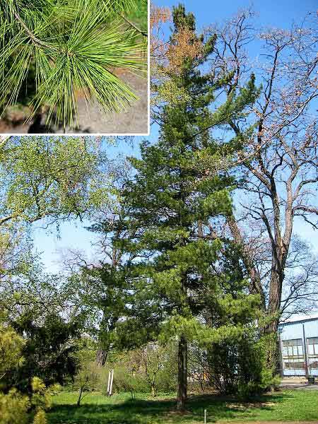 Pinus strobus  /Borovice vejmutovka/