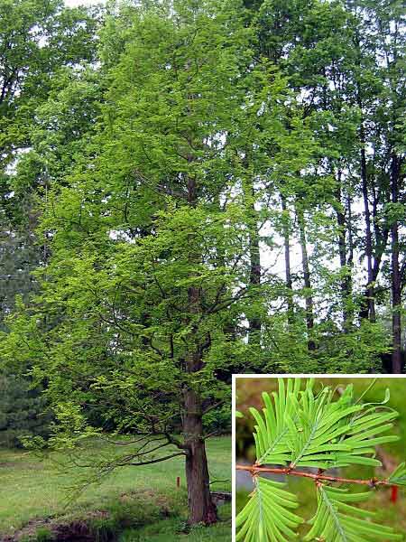 Metasequoia glyptostroboides  /Metasekvoje čínská/