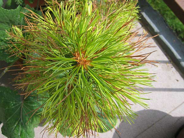Pinus cembra /Borovice limba/
