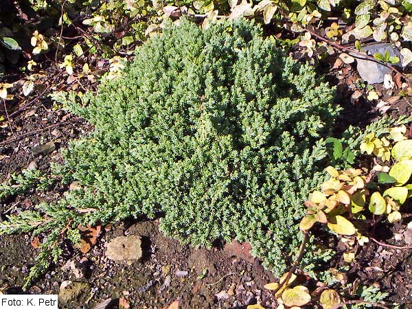 Juniperus chinensis 'Hemisphaerica' /Jalovec čínský/