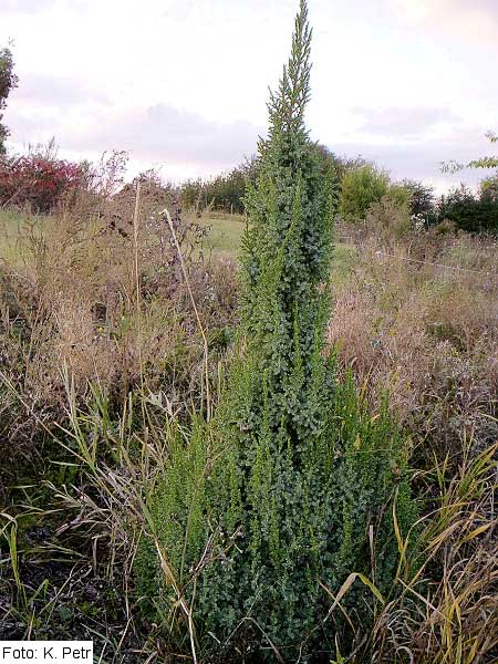 Juniperus squamata 'Loderi' /Jalovec šupinatý/