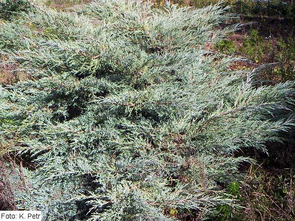 Juniperus virginiana 'Grey Owl' /Jalovec virginský/