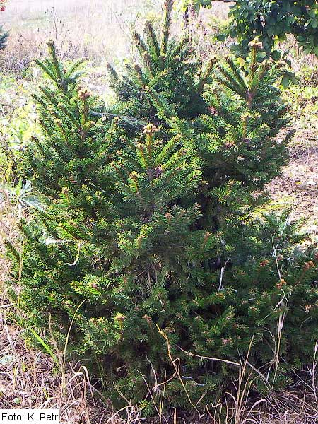 Picea abies 'Compacta' /Smrk ztepilý/